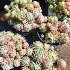 ☆ヘイル☆多肉植物