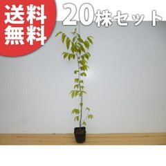 白樺苗木 シラカバの木 シンボルツリー 大株200㎝❗ 幹の白い白樺
