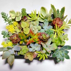 多肉植物セダム22種類セット【育成説明書付き】