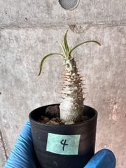 【現品限り】パキポディウム・グラキリス【A4】 Pachypodium gracilius【植物】塊根植物 夏型 コーデックス