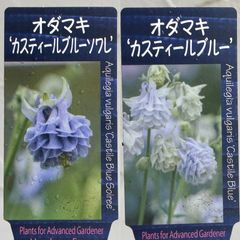 【宿根草】オダマキ・カスティールブルー＆カスティールブルーソワレ　2種セット　3.5号ラベル苗［メルカリ便発送］