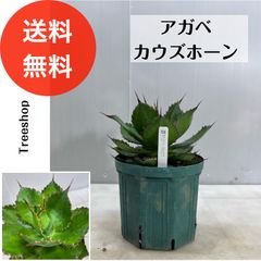 【観葉植物】アガベ 【送料無料】カウズホーン多肉植物 18cmプラ鉢 人気 おしゃれ ドライガーデン デザートガーデン ロックガーデン 多年草