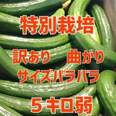 明日終了‼️農家直送美味しいきゅうり！ 5キロ弱！ サイズバラバラ！ 曲がりきゅうり　訳あり　きゅうり　5キロ　5kg　産地直送品