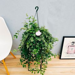 ［現品］65番　エスキナンサス　ラディカンス　斑入り　5号　観葉植物　室内　吊り下げ　ハンギング　吊り鉢　おしゃれ
