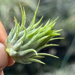 ずんぐり＊ チランジア イオナンタ ヘーゼルナッツ Tillandsia ionantha Hezel Nut＊エアプランツ＠フラワーショップ江口