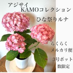母の日　アジサイ　KAMOコレクション　ひな祭りルナ　　ピンク　苗・苗木　紫陽花　★ポット発送　3号ポット　★らくらくメルカリ便　★5/5撮影