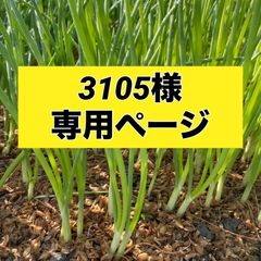 3105様専用ページ‼️玉ねぎ苗