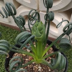 観葉植物アルブカ スピラリス フリズルシズル