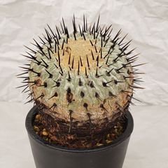 K431【自社養生株】コピアポア　コルムナアルバ（発根株・鉢植え）【サボテン・多肉植物】