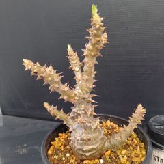 X231【自社養生株】パキポディウム　ウィンゾリー（発根株・鉢植え）【灌木系植物】