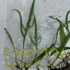 2025年最新】ランジャウエンティマウの人気アイテム - メルカリ