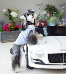 RIOSTUDIO 犬服 春夏 【日本初上陸】PEEKAPOODLE 一閲心田 デザイナーズ犬の服 ドッグウェア ペットウェア ストライプ柄【フリフリシャツ】【ブルー】