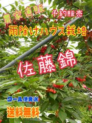 1 予約販売　北海道産　さくらんぼ　佐藤錦　Lサイズ　約600g