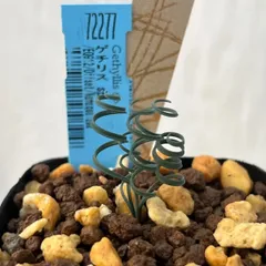 2頭 超特大 ゲチリス ブリッテニアナ ケープバルブ 球根 コーデックス 2頭 超特大 ゲチリス ブリッテニアナ ケープバルブ 球根