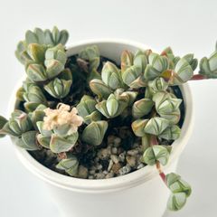 【多肉植物】ブラウンシア・碧魚連 Braunsia maximiliani