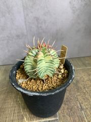 ユーフォルビア　メロフォルミス錦　３号鉢　レア　美苗　鉢ごと