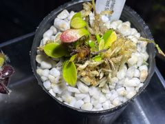 Cephalotus follicularis Big Mouth Original From Kai Becker CZP  セファロタスフォリキュラリス ビッグマウス 食虫植物 観葉植物 - メルカリ