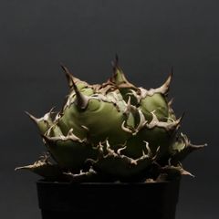 "Agave titanota" アガベ チタノタ【シーザー】 管理2092