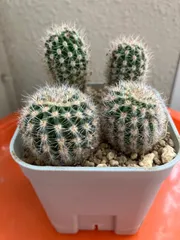 サボテン【Puna sp.Nova】（子株からの育成株） サボテン【Puna sp.Nova】（子株からの育成株）