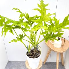 パキラ　ねじり　6【現品】観葉植物　室内　大型 パキラ ねじり 6【現品】観葉植物 室内 大型 （パキラ | 観葉