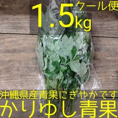 沖縄県産　フーチバー（ニシヨモギ）約1.5kg 【クール便】⑧