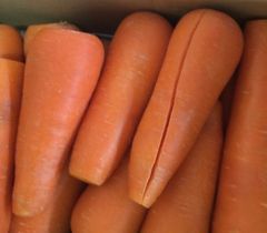 《訳あり》雪国ならではのブランド野菜 とにかく甘い雪下人参 10㎏【新潟県津南産 / 長野県飯山産】