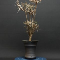 "Euphorbia balsamifera" ユーフォルビア バルサミフェラ 管理2234