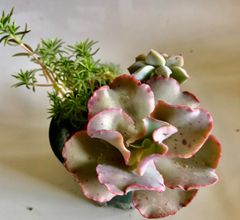 多肉植物寄せ植え