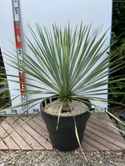 2025年最新】ユッカ 10号 観葉植物の人気アイテム - メルカリ 