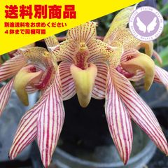 洋蘭 Bulb bicolor