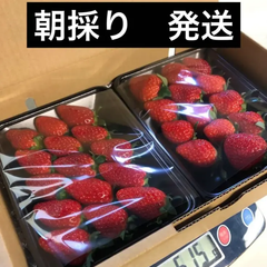 いちご　食べ比べ