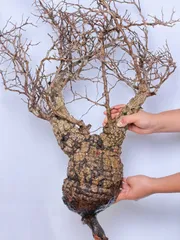 2025年最新】パキプス ベアルートの人気アイテム - メルカリ