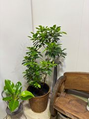フランスゴムの木　8号　フィカス　可愛い　観葉植物　ゴムの木　オシャレ　インテリア　グリーン