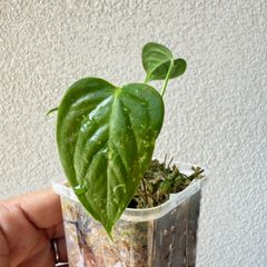 アンスリウム・ベイチー｜Anthurium veitchii 現物株 86
