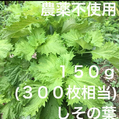 【農薬不使用】しその葉 150g 大葉 青じそ 青紫蘇 青ジソ