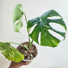 ♡美斑♡ ⑩〔Monstera​ Thai Constellation〕モンステラデリシオーサタイコンステレーション イエローモンスター 斑入り