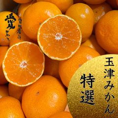愛媛産　味濃い玉津みかん　特選ランク5kg    贈答品