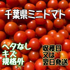 ミニトマト1kgヘタなしキズ規格外