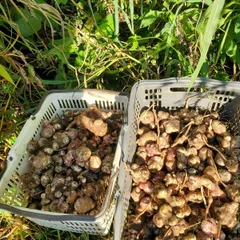 北海道産 生菊芋 500g (小)ネコポス