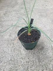 2026年最新】ボーカルネアグラキリスの人気アイテム - メルカリ