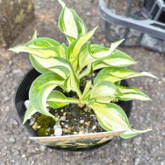 ホスタファイヤーアンドアイス4号ポットギボウシ日陰植物