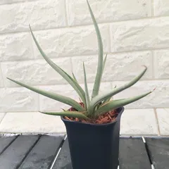 サンスベリア　No Name ダンシングドラゴン　最新　ハイブリッド サンスベリア No Name ダンシングドラゴン 最新 ハイブリッド