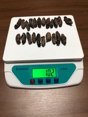 工場直売　関西産　A級品 乾燥赤なまこ  100g20本(計量時100g22本)