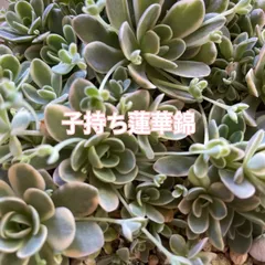 ✨子持ち睡蓮錦✨ ピンク斑  抜き苗 子持ち蓮華錦の基本情報・育て方｜多肉植物・サボテン図鑑