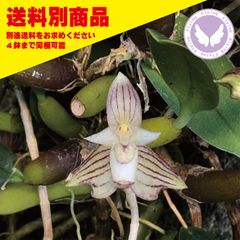 洋蘭 Bulb ambrosia