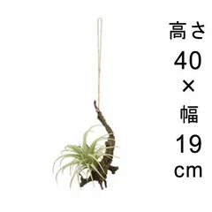 【新品】造花 人工観葉植物 フェイク グリーン #80-915 ハンギングエアープランツS 室内 インテリア おしゃれのサムネイル