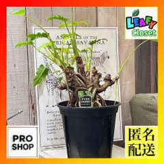 観葉植物　フィロデンドロン ゴールデンザナドゥ(クッカバラ) 6号(個体おまかせ1鉢)　インテリアグリーン 室内園芸 オシャレ カワイイ 可愛い