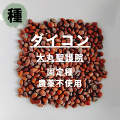 【種】ダイコン　聖護院大根　農薬不使用　40粒