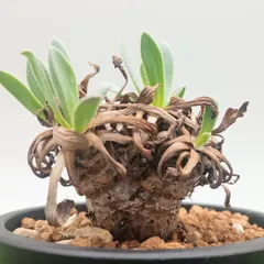 ☆ヴィンテージ塊根☆ オトンナレトロルサ× ichigu pot