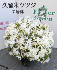 【現品限り】久留米ツツジ　白雪　丸造り　７号鉢　和風　庭木　ガーデニング　ツツジ
